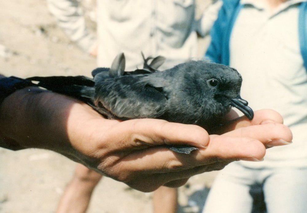 乌叉尾海燕 / Markham\'s Storm Petrel / Oceanodroma markhami