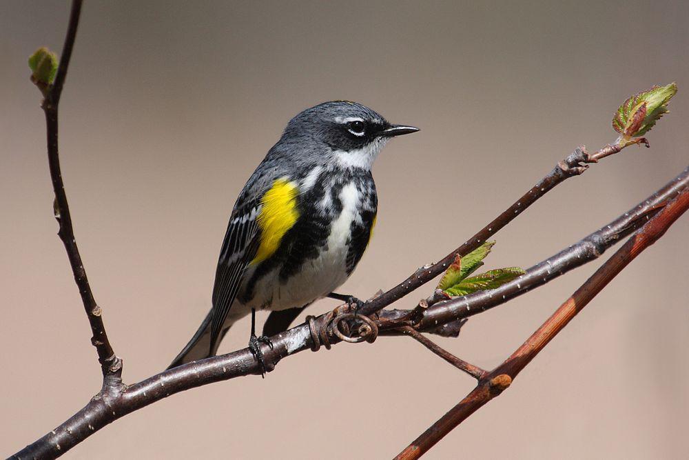 黄腰白喉林莺 / Myrtle Warbler / Setophaga coronata