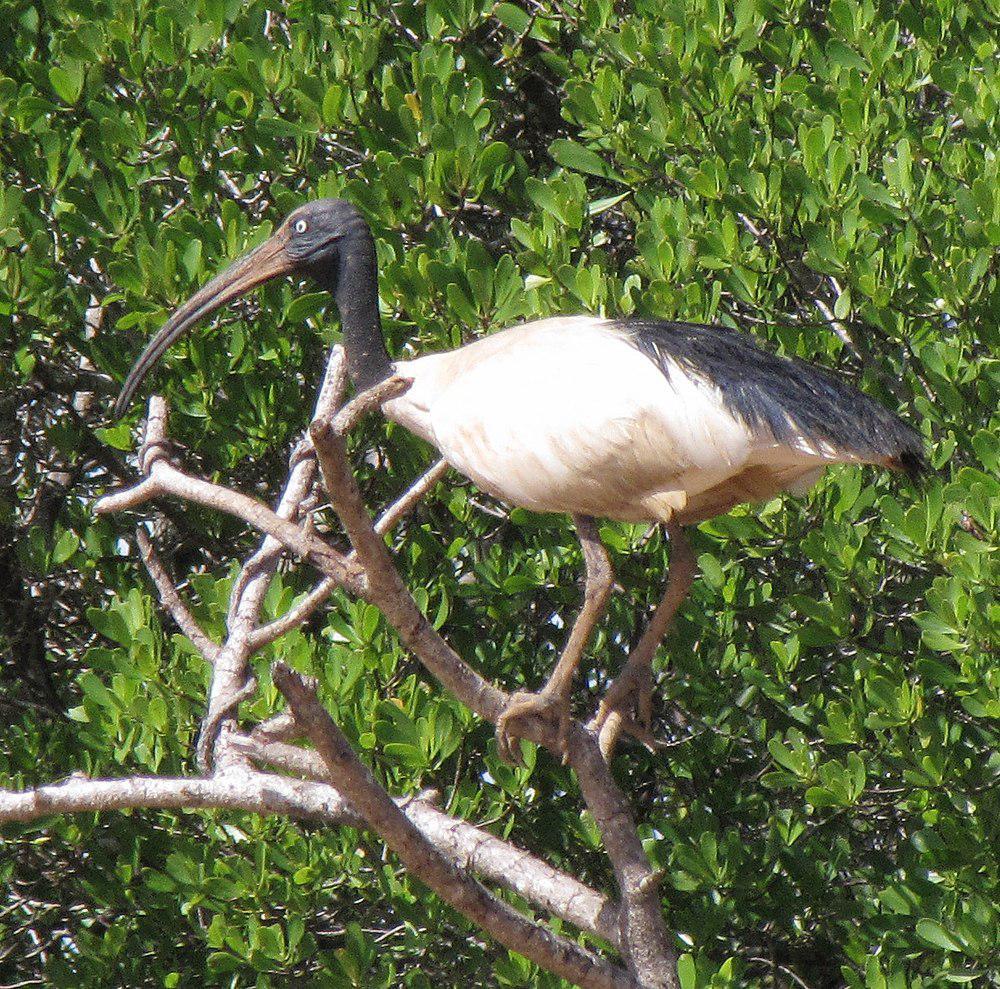 马岛白鹮 / Malagasy Sacred Ibis / Threskiornis bernieri