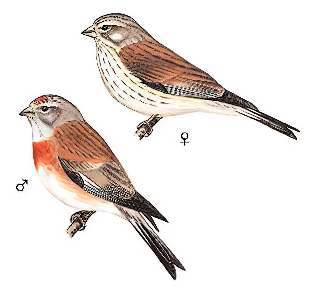 赤胸朱顶雀 / Common Linnet / Linaria cannabina