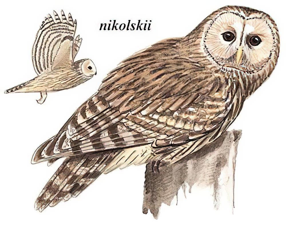 长尾林鸮 / Ural Owl / Strix uralensis