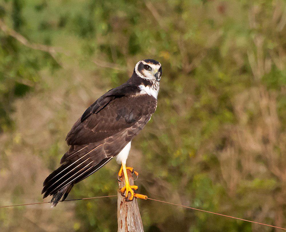 长翅鹞 / Long-winged Harrier / Circus buffoni