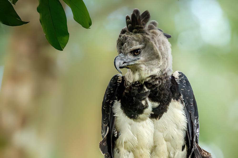 角雕 / Harpy Eagle / Harpia harpyja