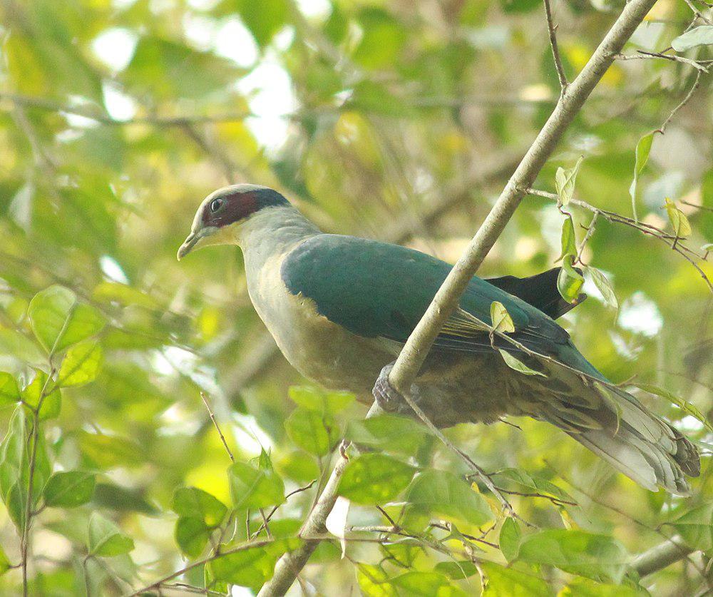 费氏果鸠 / Red-eared Fruit Dove / Ptilinopus fischeri