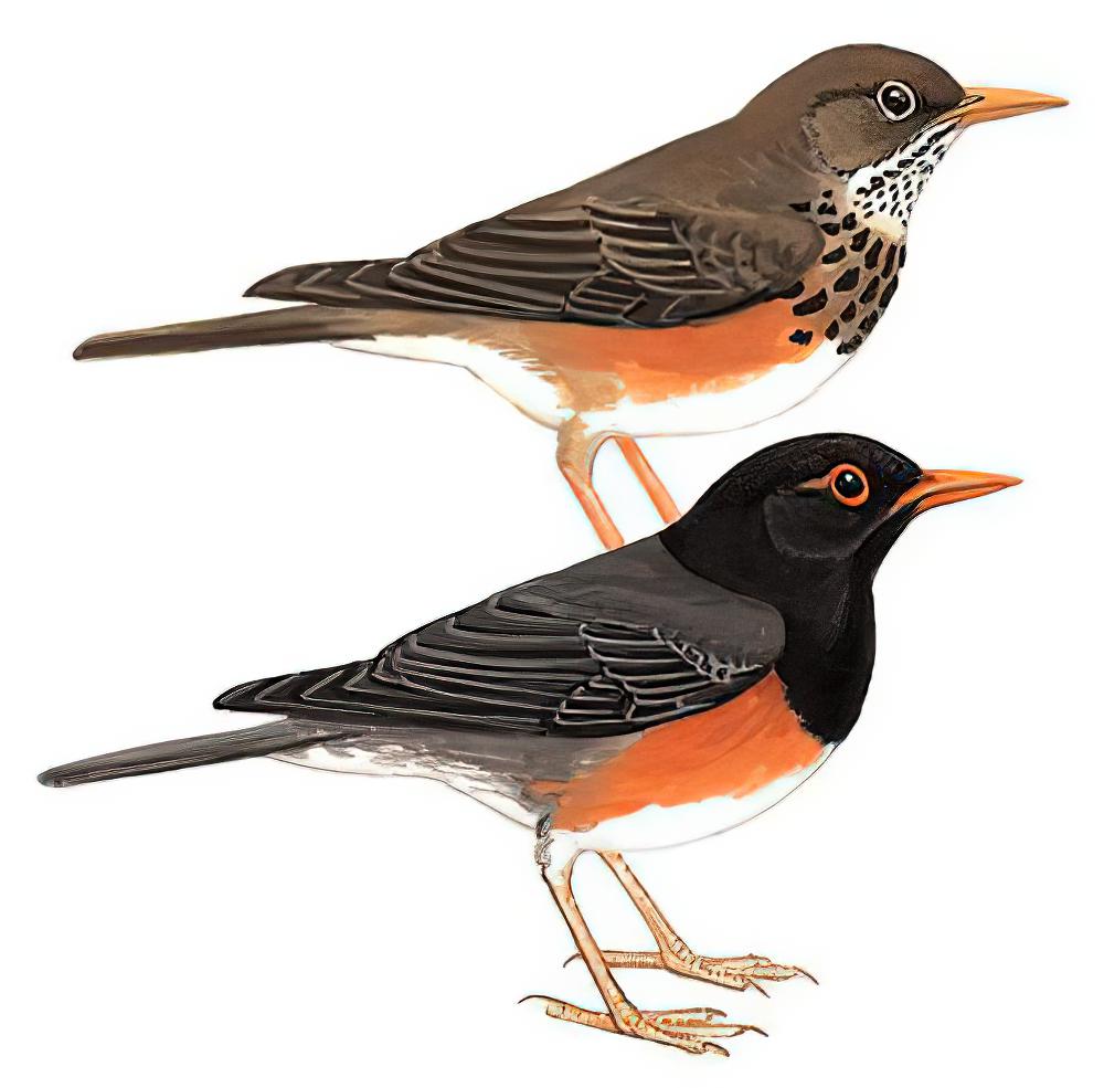 黑胸鸫 / Black-breasted Thrush / Turdus dissimilis