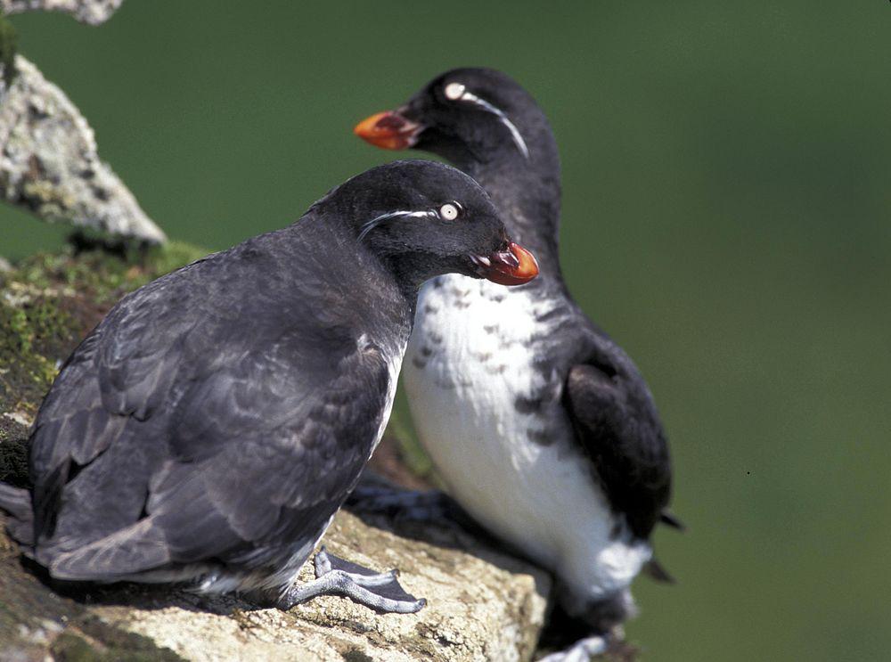 白腹海鹦 / Parakeet Auklet / Aethia psittacula