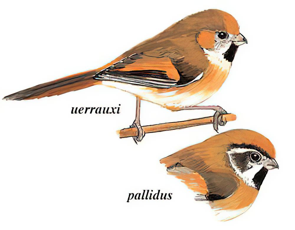 金色鸦雀 / Golden Parrotbill / Suthora verreauxi