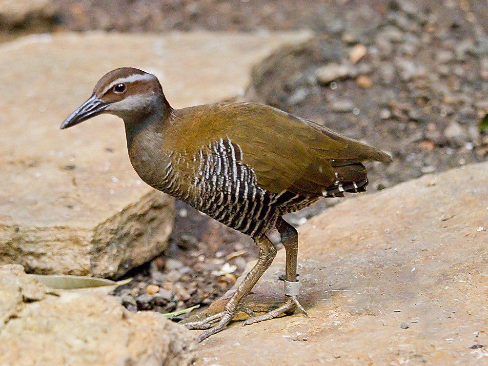 关岛秧鸡 / Guam Rail / Hypotaenidia owstoni