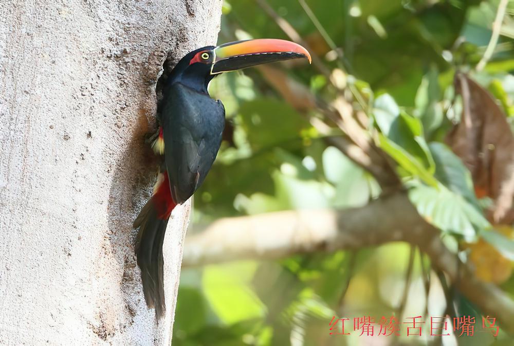 红嘴簇舌巨嘴鸟 / Fiery-billed Aracari / Pteroglossus frantzii