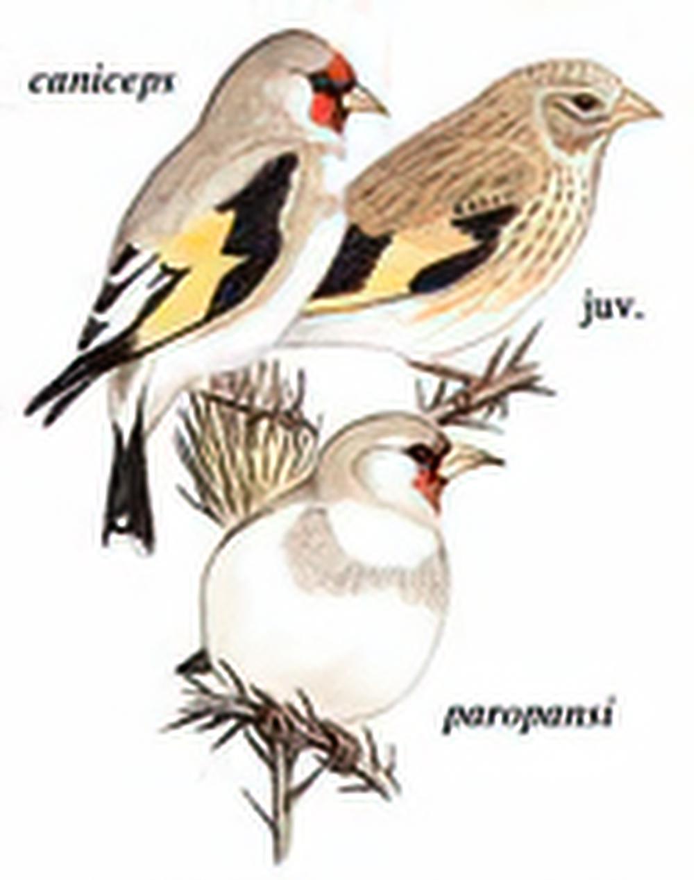 红额金翅[雀] / European Goldfinch