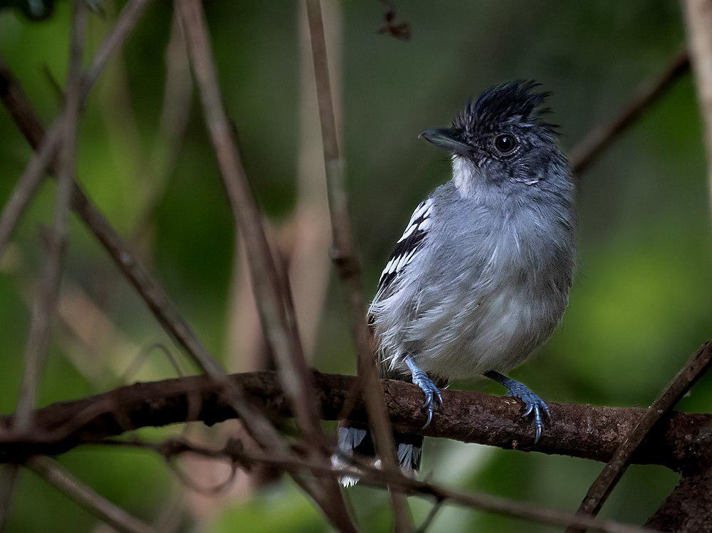 玻利维亚蚁鵙 / Bolivian Slaty Antshrike / Thamnophilus sticturus