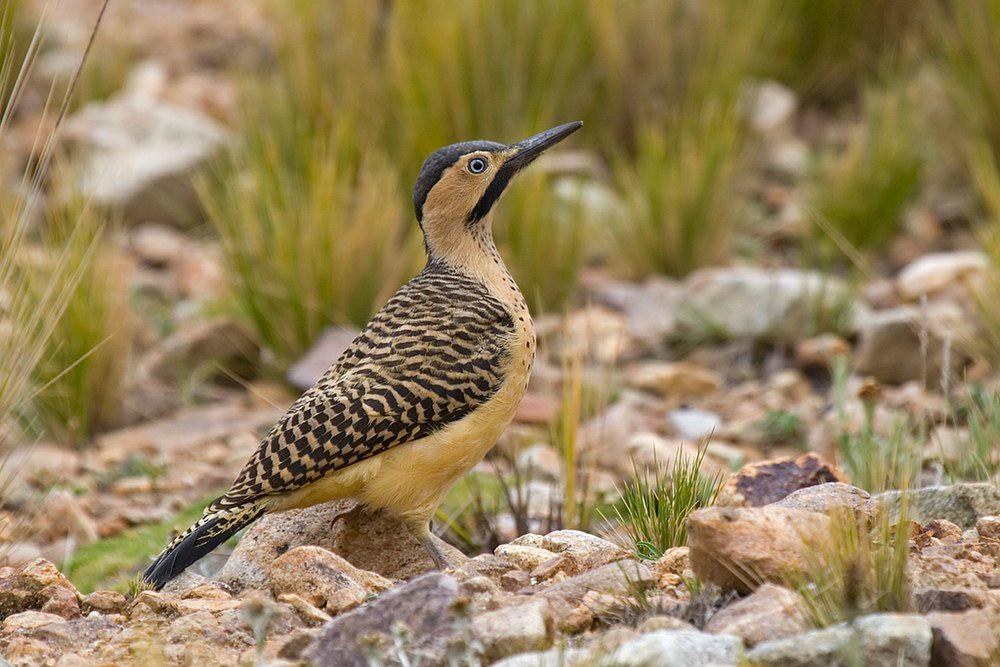 安第斯扑翅䴕 / Andean Flicker / Colaptes rupicola