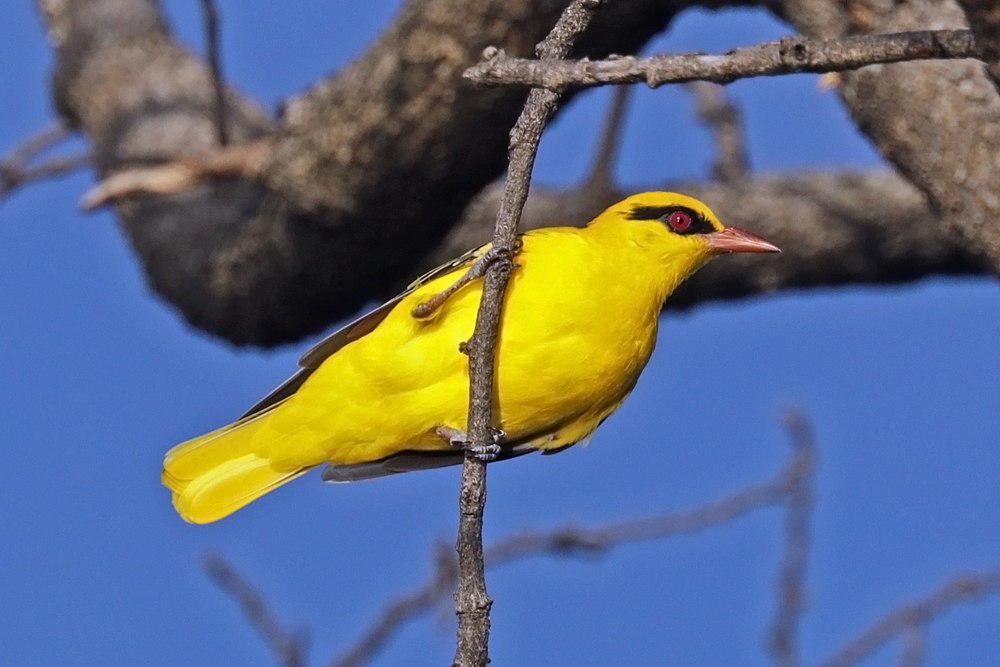 非洲黄鹂 / African Golden Oriole / Oriolus auratus