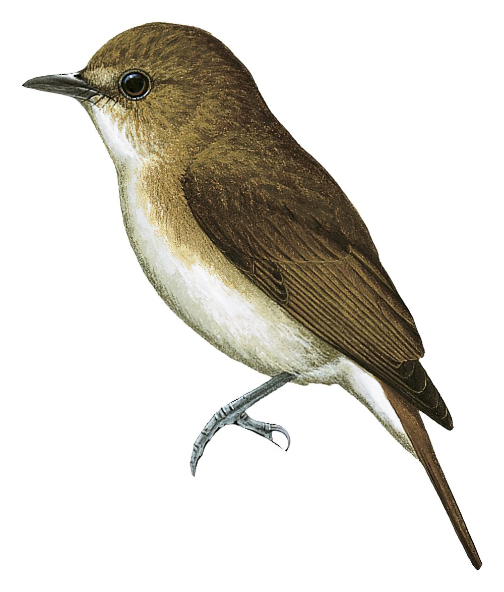 哈氏姬鹟 / Sumba Flycatcher / Ficedula harterti