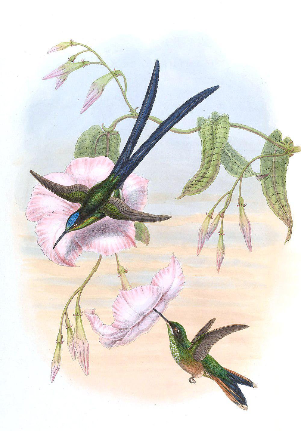 剪尾蜂鸟 / Scissor-tailed Hummingbird / Hylonympha macrocerca