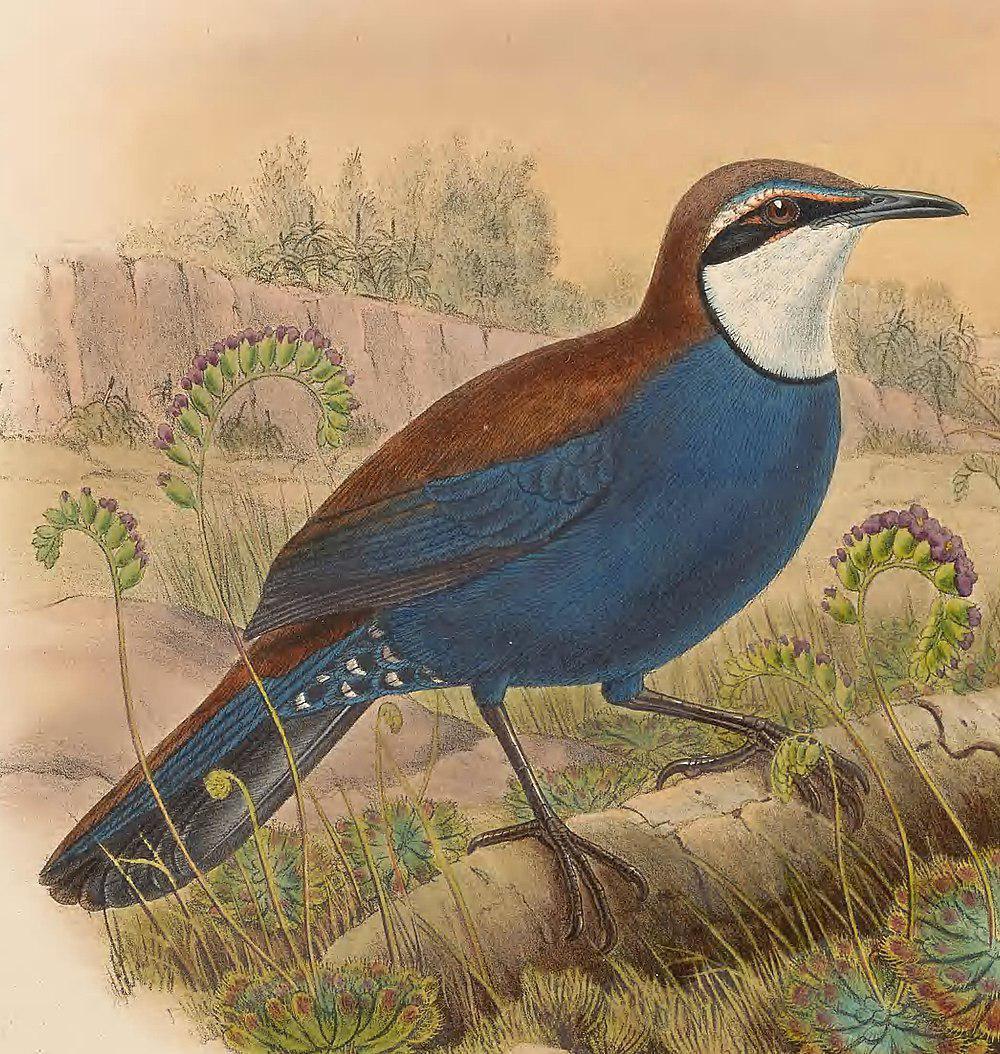 栗背丽鸫 / Chestnut-backed Jewel-babbler / Ptilorrhoa castanonota