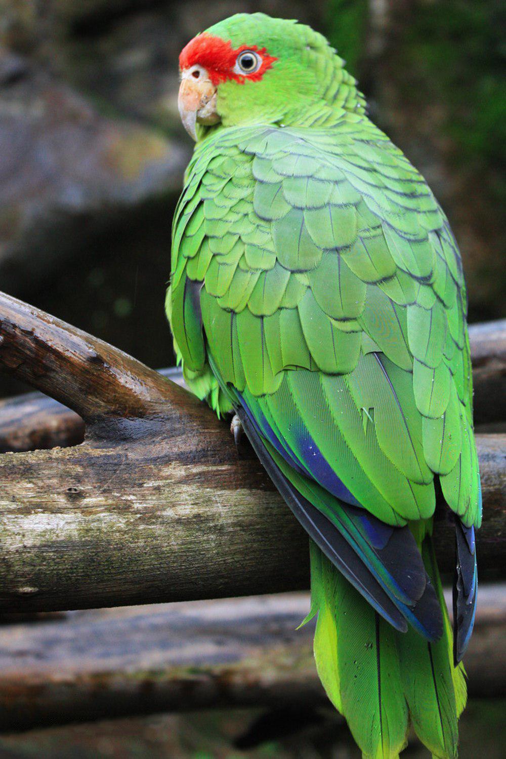 红眶鹦哥 / Red-spectacled Amazon / Amazona pretrei