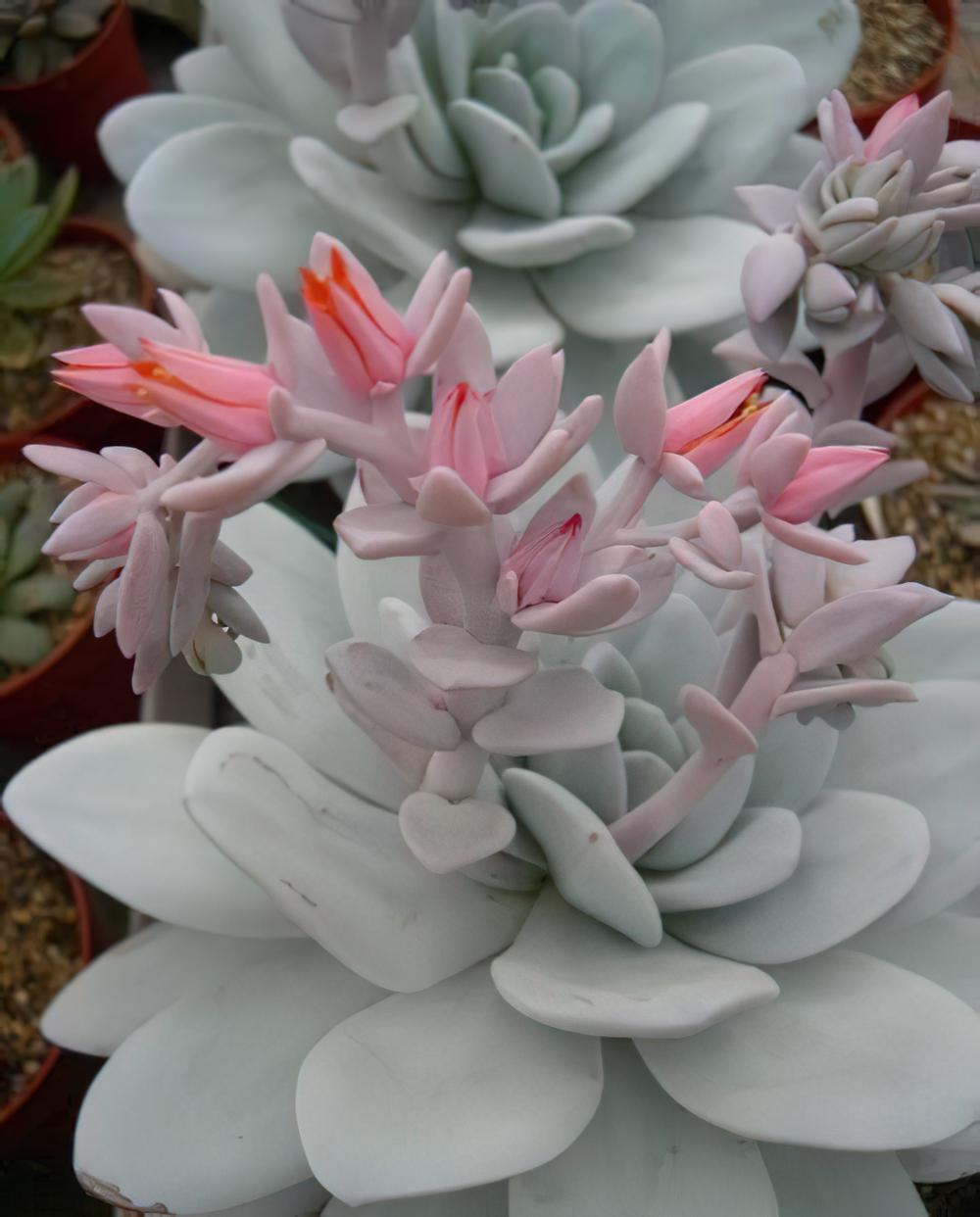 雪莲 Echeveria laui