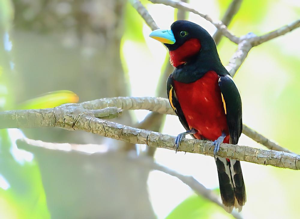 黑红阔嘴鸟 / Black-and-red Broadbill / Cymbirhynchus macrorhynchos