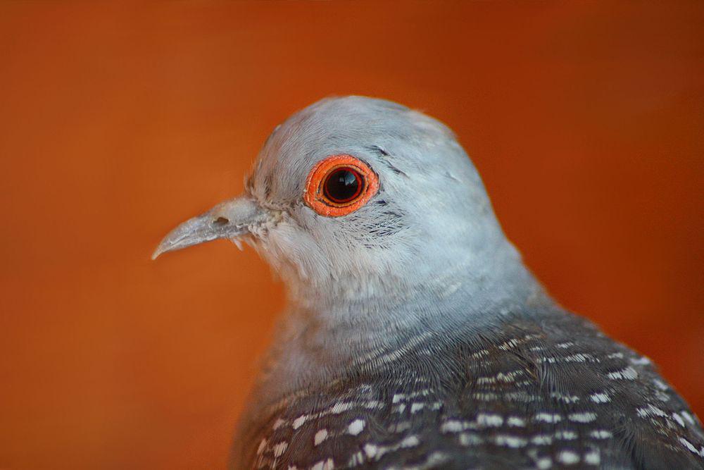 姬地鸠 / Diamond Dove / Geopelia cuneata