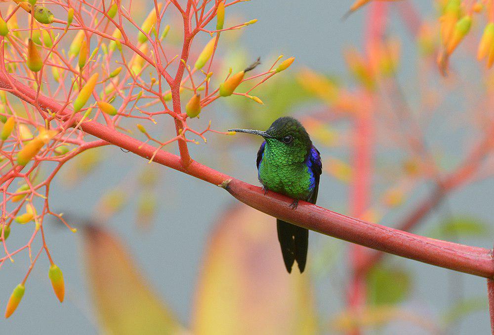 长尾妍蜂鸟 / Long-tailed Woodnymph / Thalurania watertonii