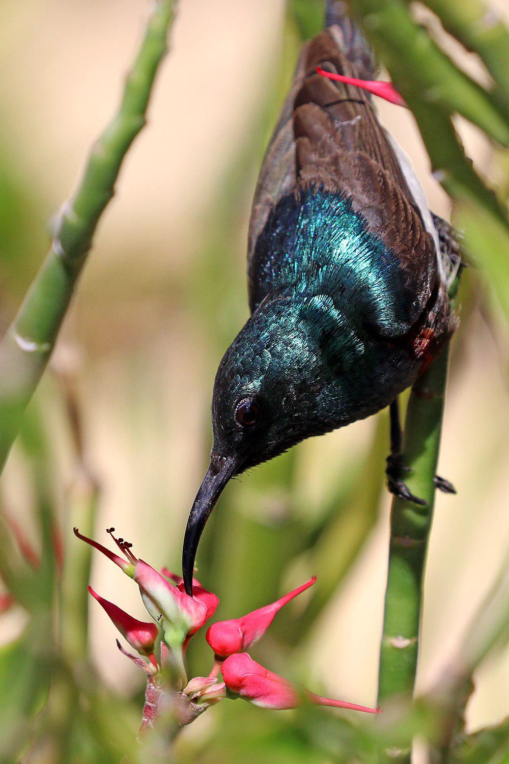 阿氏花蜜鸟 / Abbott\'s Sunbird / Cinnyris abbotti