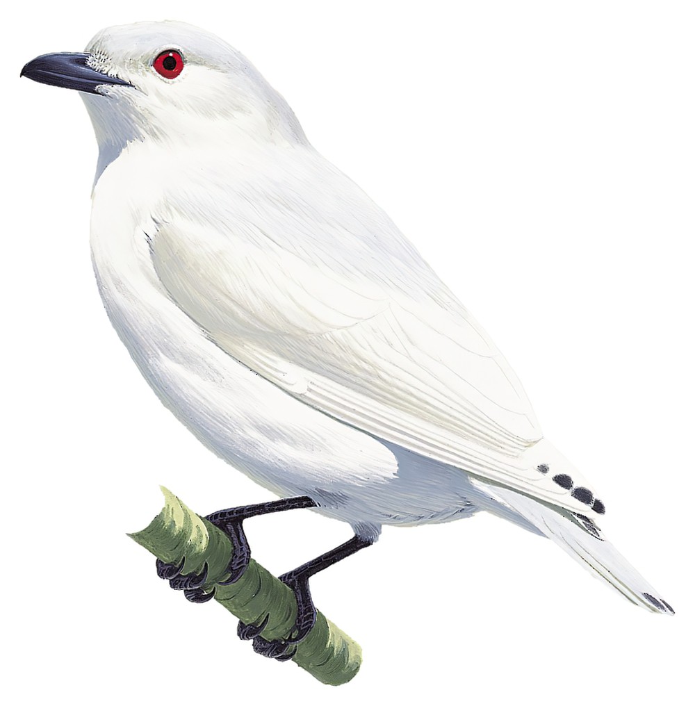 南美白伞鸟 / Black-tipped Cotinga / Carpodectes hopkei