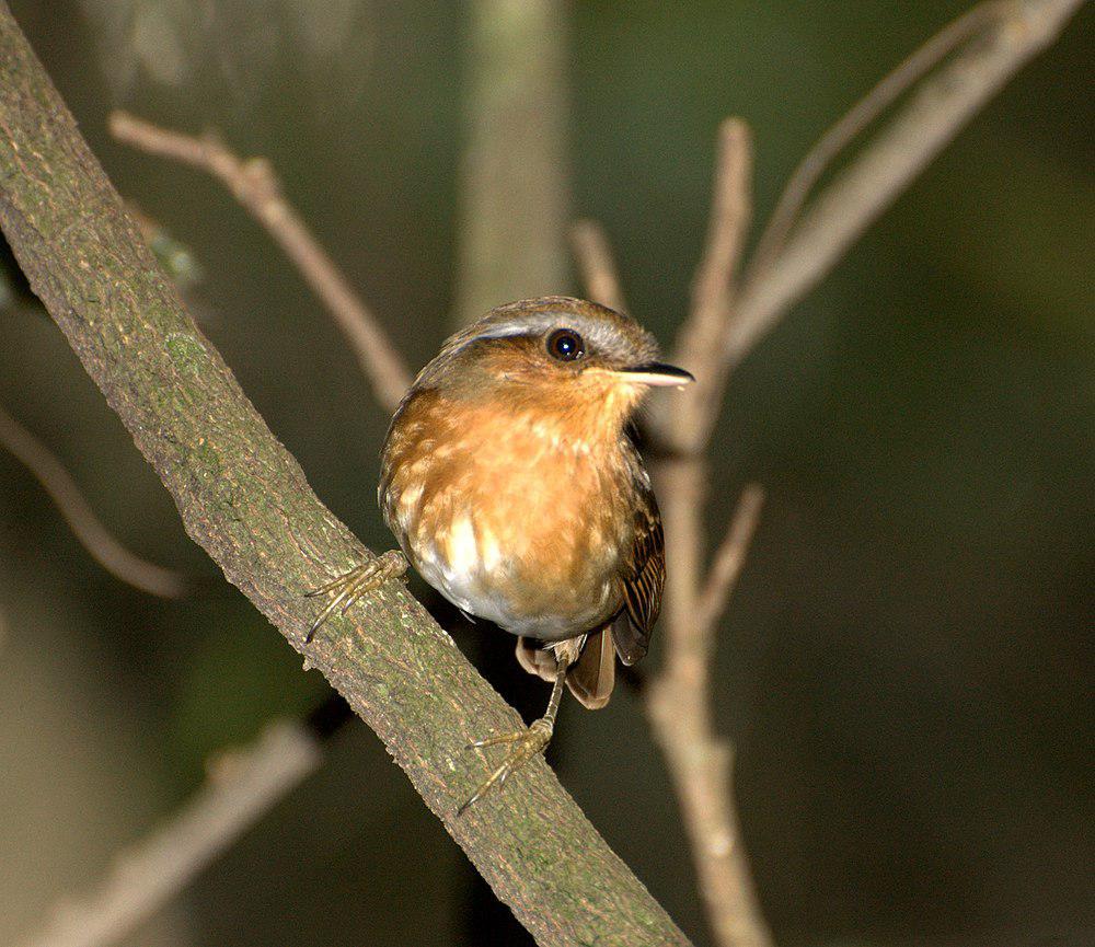 棕食蚊鸟 / Rufous Gnateater / Conopophaga lineata