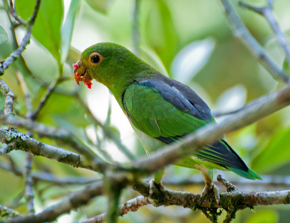 褐背鹦哥 / Brown-backed Parrotlet / Touit melanonotus