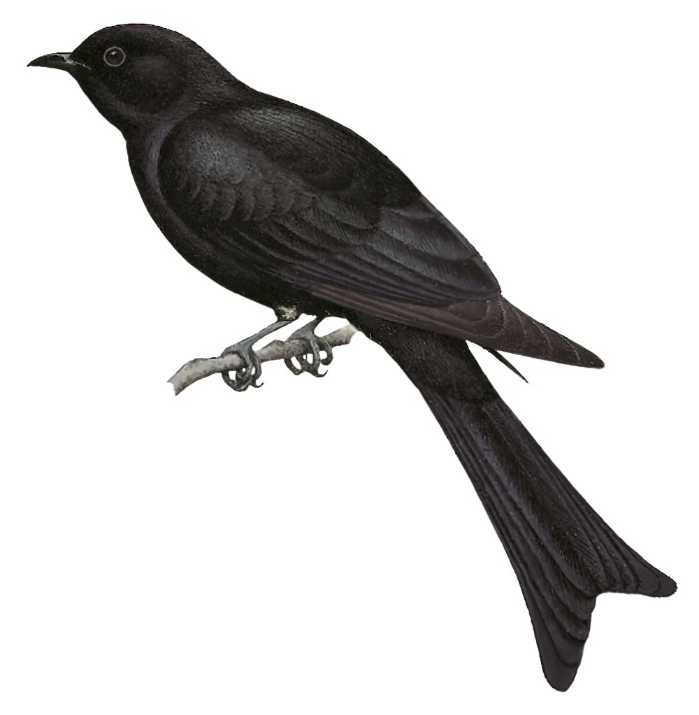 摩鹿加烏鵑 / Moluccan Drongo-Cuckoo / Surniculus musschenbroeki