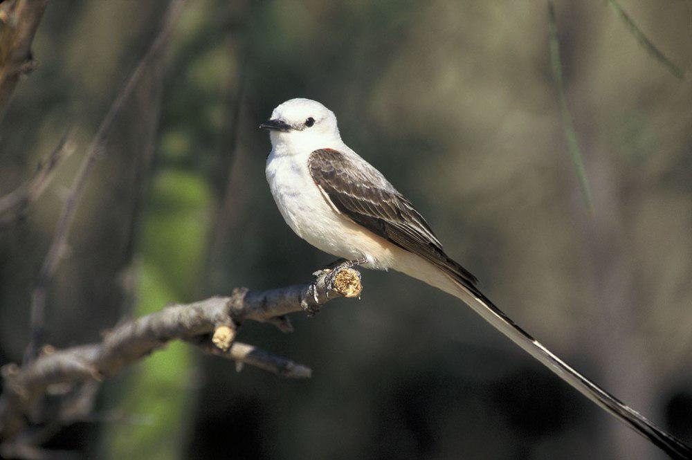 剪尾王霸鹟 / Scissor-tailed Flycatcher / Tyrannus forficatus