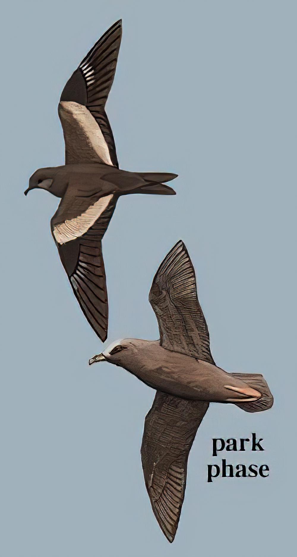 日本叉尾海燕 / Matsudaira\'s Storm Petrel / Oceanodroma matsudairae