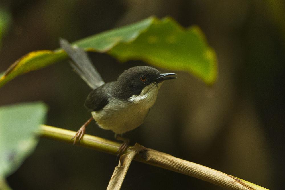 黑头娇莺 / Black-headed Apalis / Apalis melanocephala