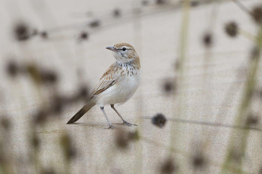 沙丘歌百灵 / Dune Lark / Calendulauda erythrochlamys