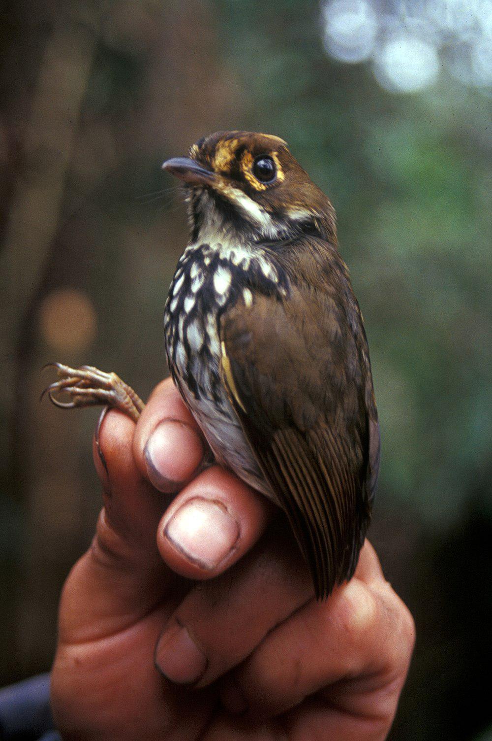 秘鲁蚁鸫 / Peruvian Antpitta / Grallaricula peruviana