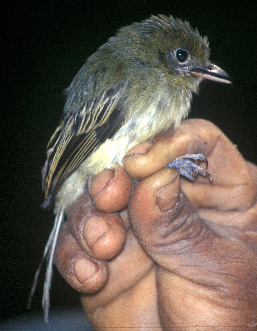 绿扁嘴霸鹟 / Olivaceous Flatbill / Rhynchocyclus olivaceus