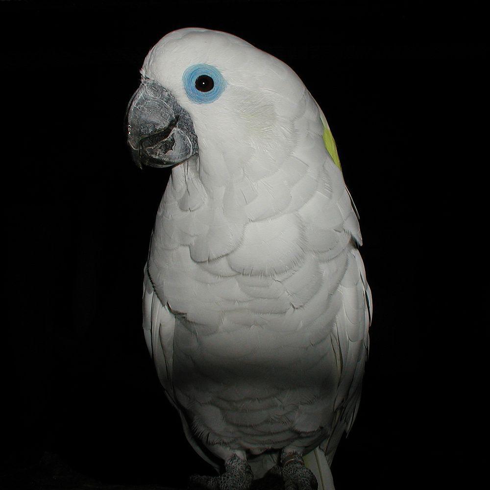 蓝眼凤头鹦鹉 / Blue-eyed Cockatoo / Cacatua ophthalmica