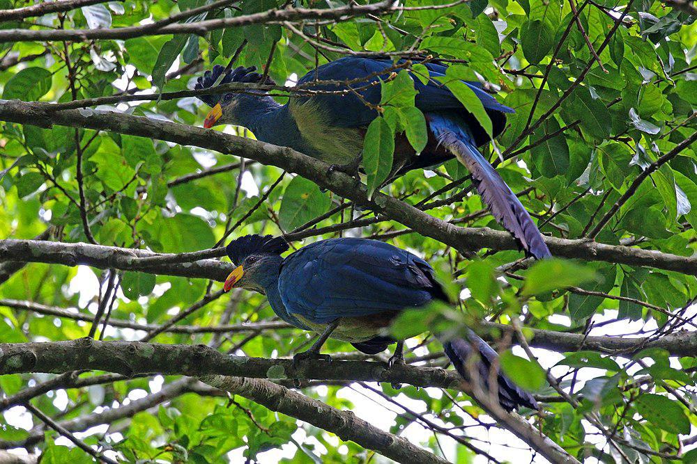 蓝蕉鹃 / Great Blue Turaco / Corythaeola cristata