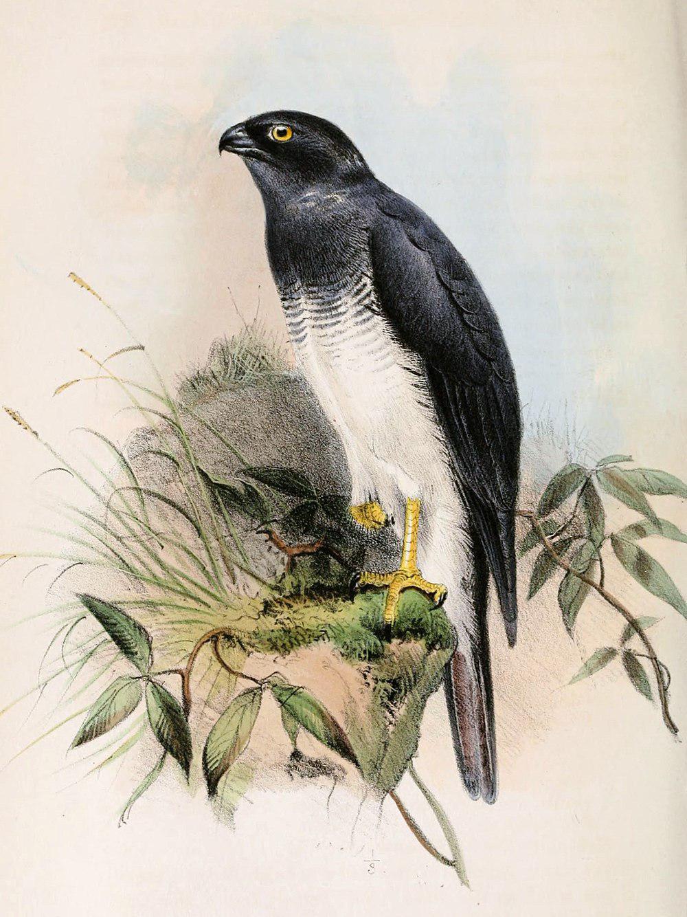 白腹鹰 / White-bellied Goshawk / Accipiter haplochrous