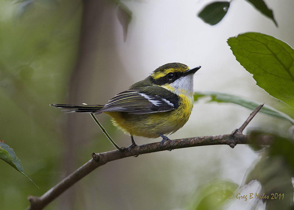 黄胸船嘴鹟 / Yellow-breasted Boatbill / Machaerirhynchus flaviventer