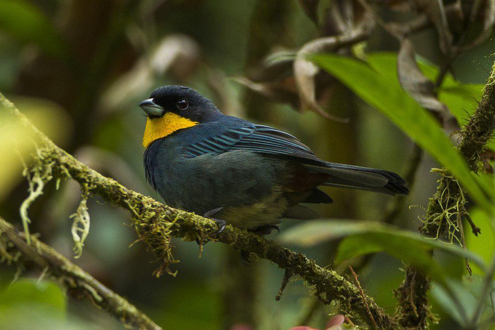 紫背彩裸鼻雀 / Purplish-mantled Tanager / Iridosornis porphyrocephalus