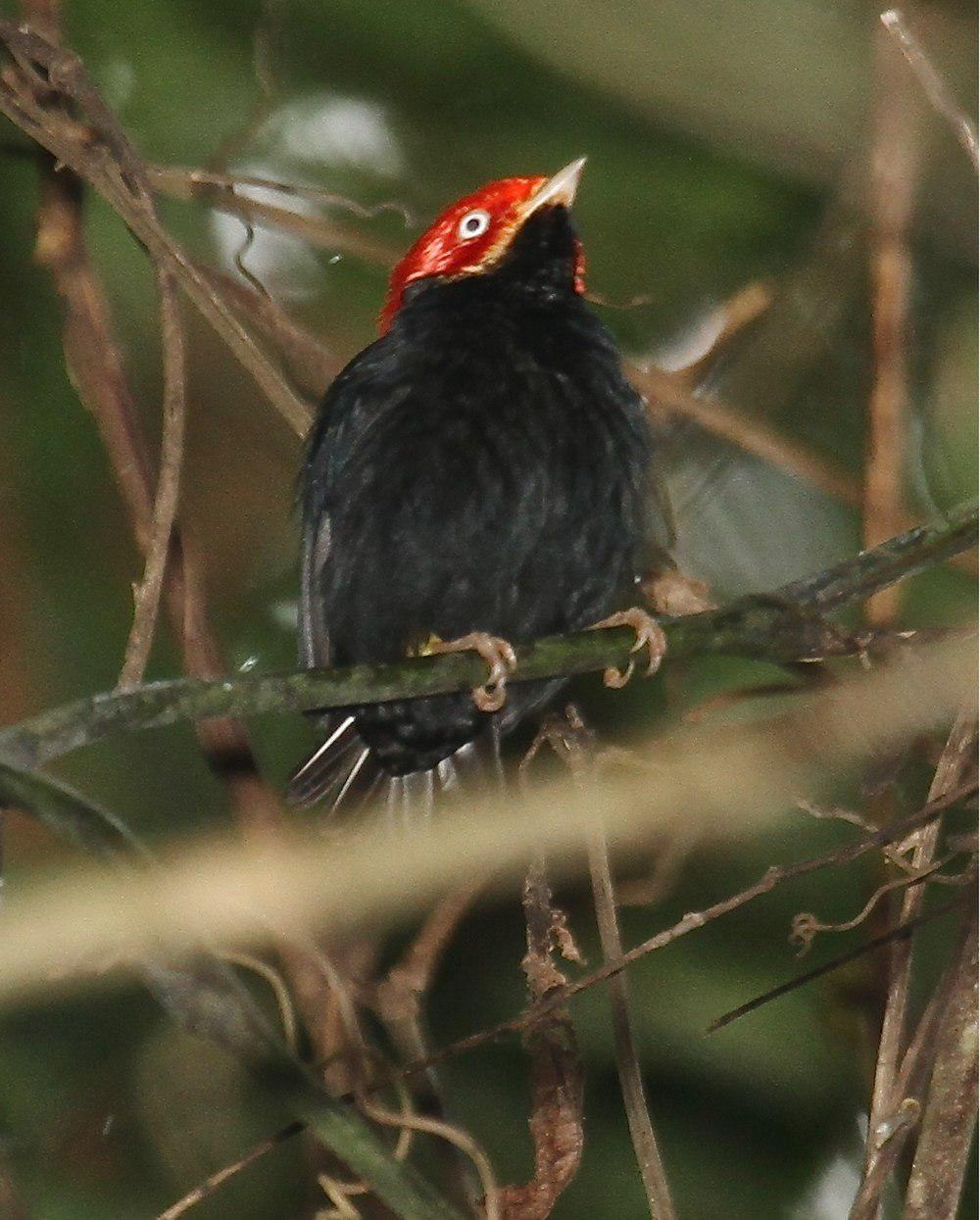 圆尾娇鹟 / Round-tailed Manakin / Ceratopipra chloromeros