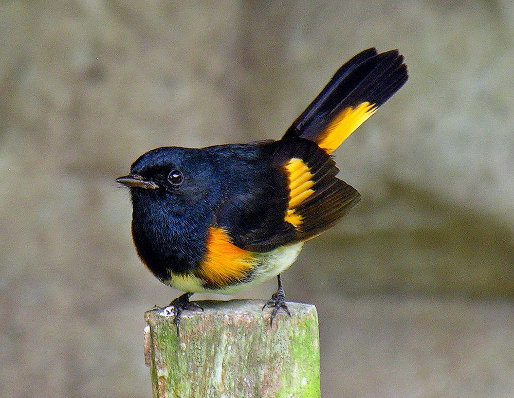 橙尾鸲莺 / American Redstart / Setophaga ruticilla