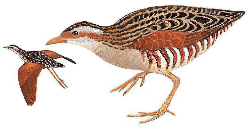 长脚秧鸡 / Corn Crake / Crex crex