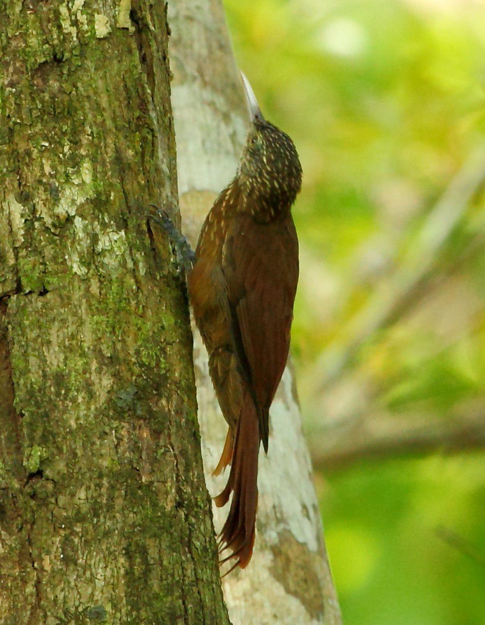 亚马孙䴕雀 / Zimmer\'s Woodcreeper / Dendroplex kienerii