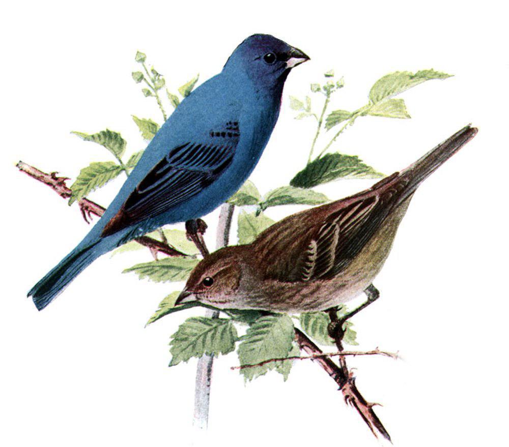 靛蓝彩鹀 / Indigo Bunting / Passerina cyanea