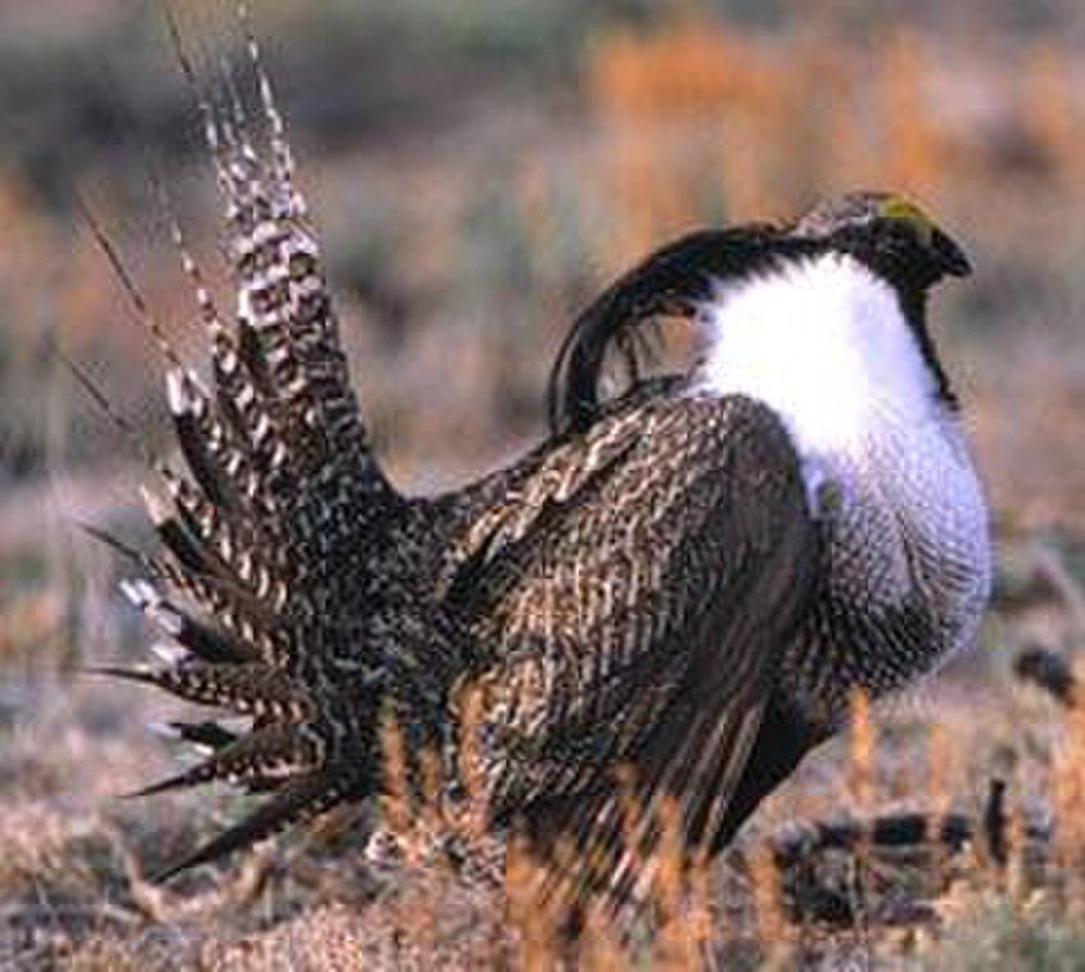 小艾草松鸡 / Gunnison Grouse / Centrocercus minimus