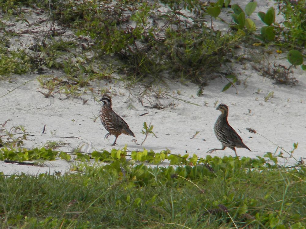 黑喉齿鹑 / Yucatan Bobwhite / Colinus nigrogularis