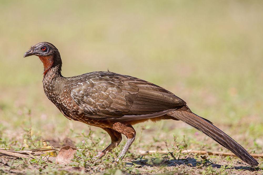 栗腹冠雉 / Chestnut-bellied Guan / Penelope ochrogaster