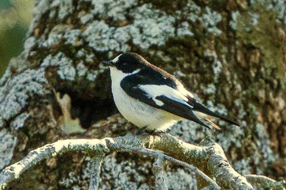 阿特拉斯斑姬鹟 / Atlas Pied Flycatcher / Ficedula speculigera